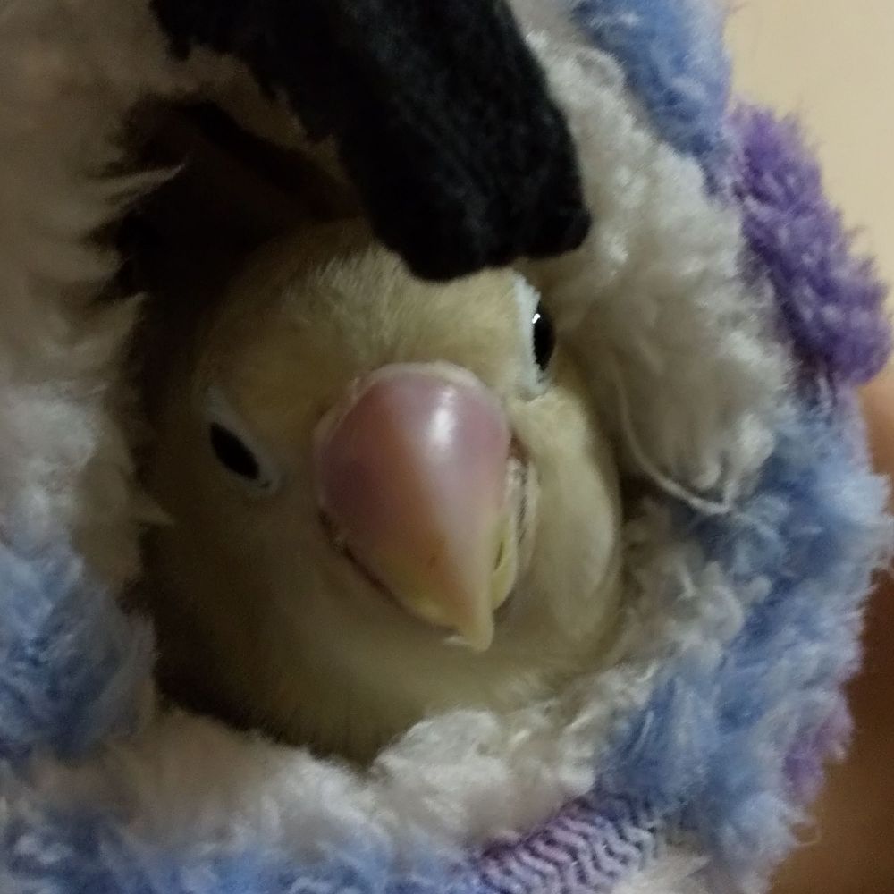 抹茶ミルク(インコ大好き)