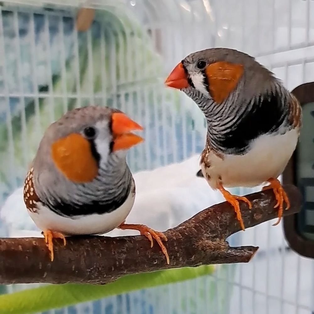 そらまめぃ(錦華鳥のかぁちゃん)