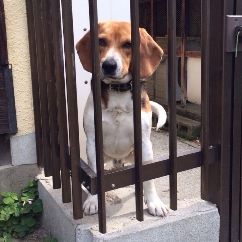 散歩に行きたい犬bot