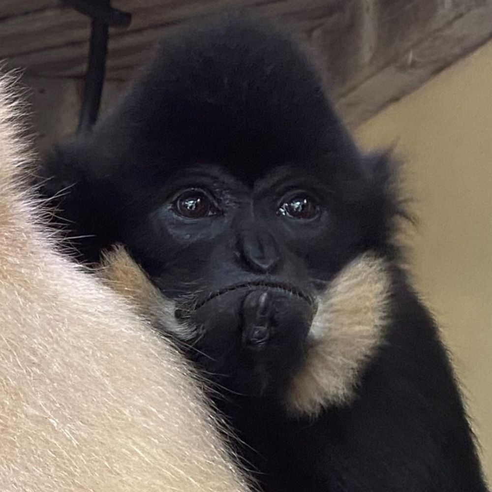 The Contemplative Gibbon