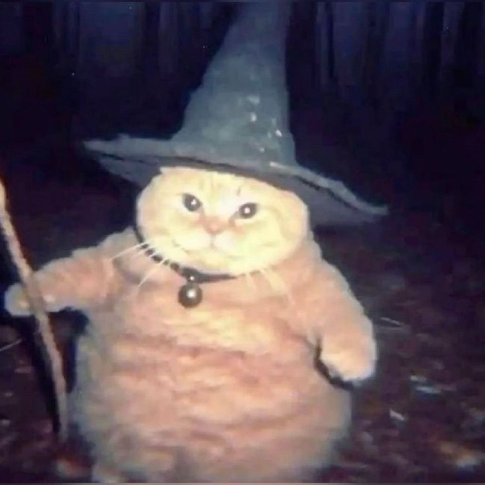 freaky cat