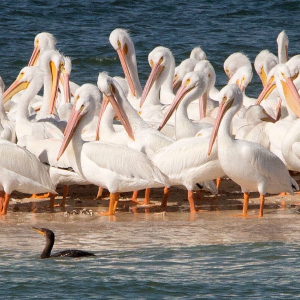 The Periwinkle Pelican ||