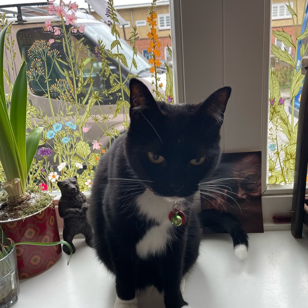 Phyllistopcat