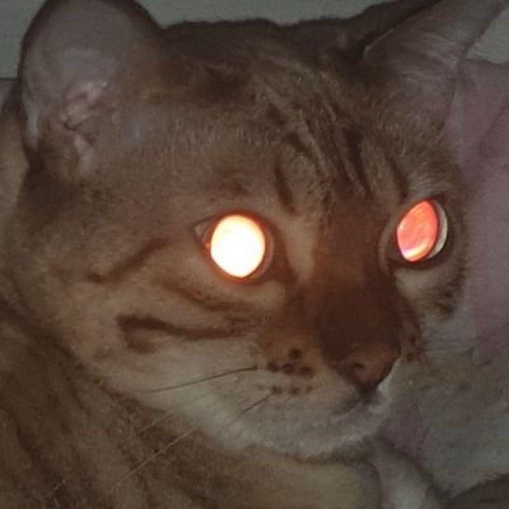 lachat