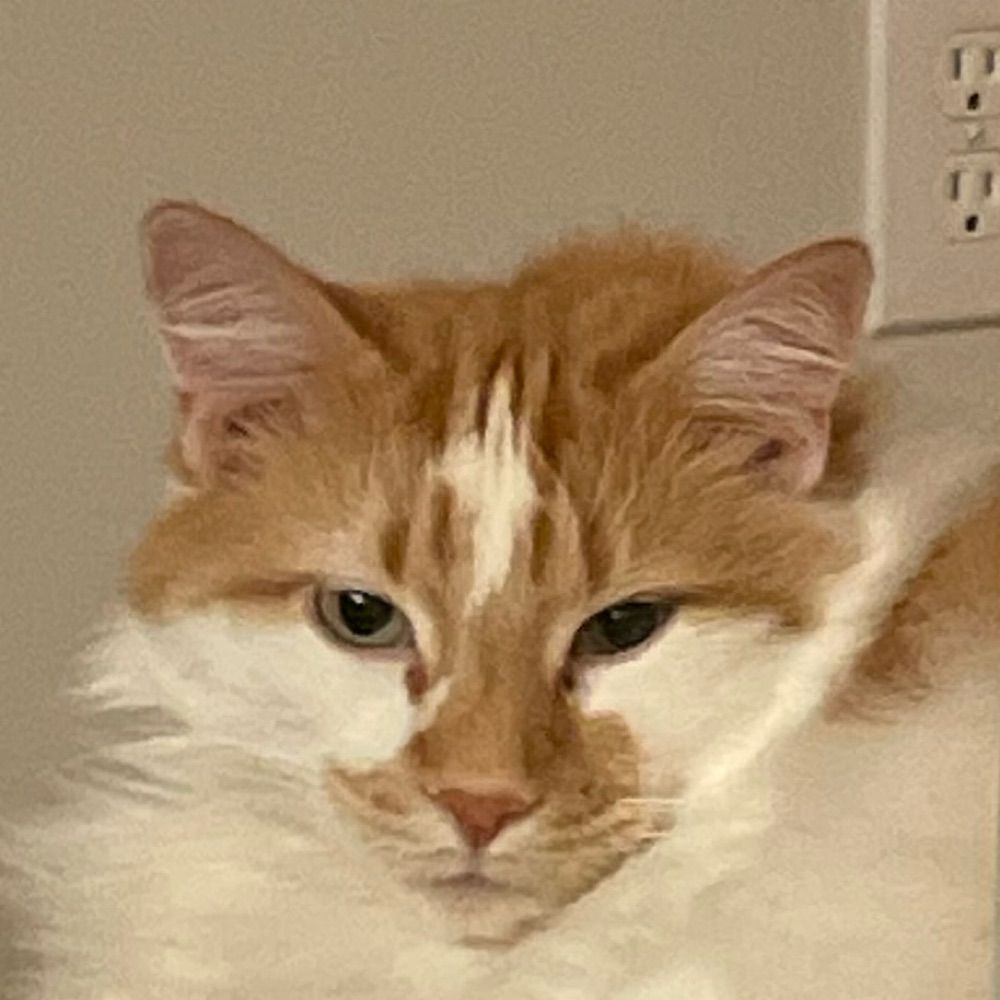 Mr. Fluffers