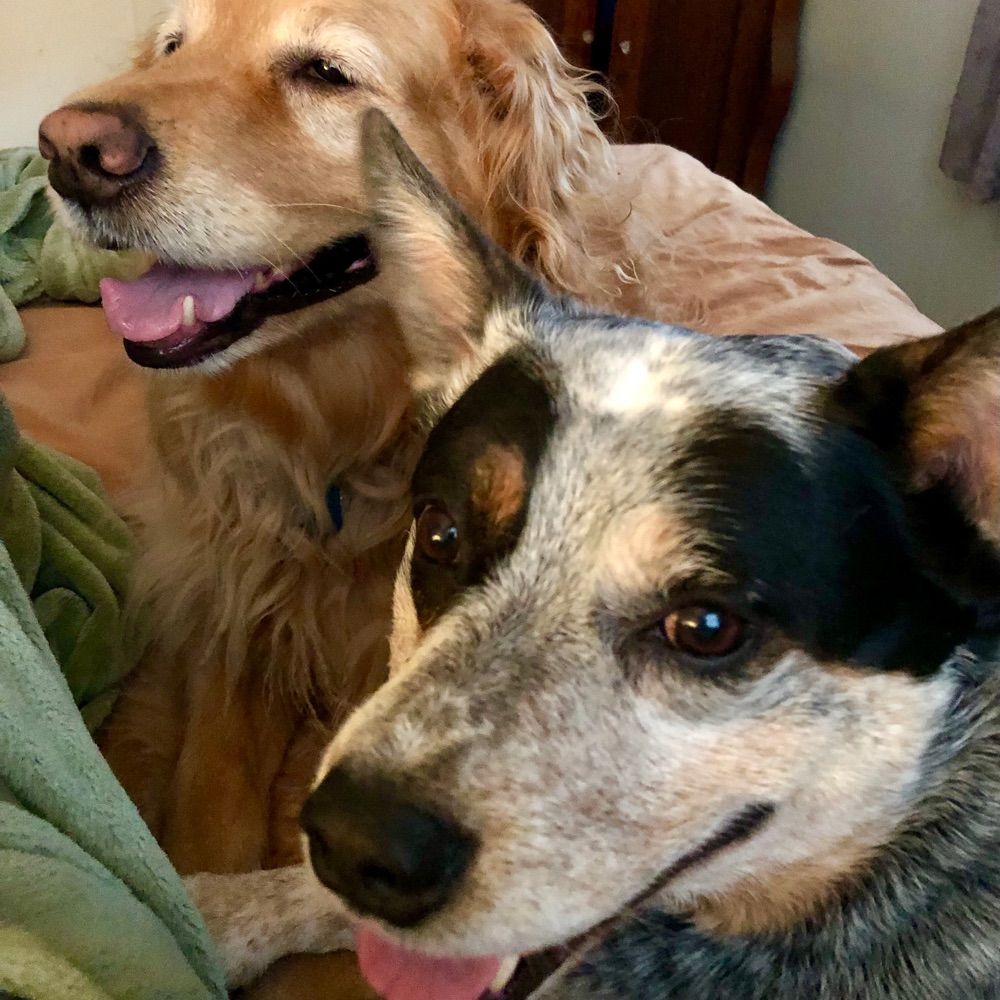 SashaTheGoldenGirl