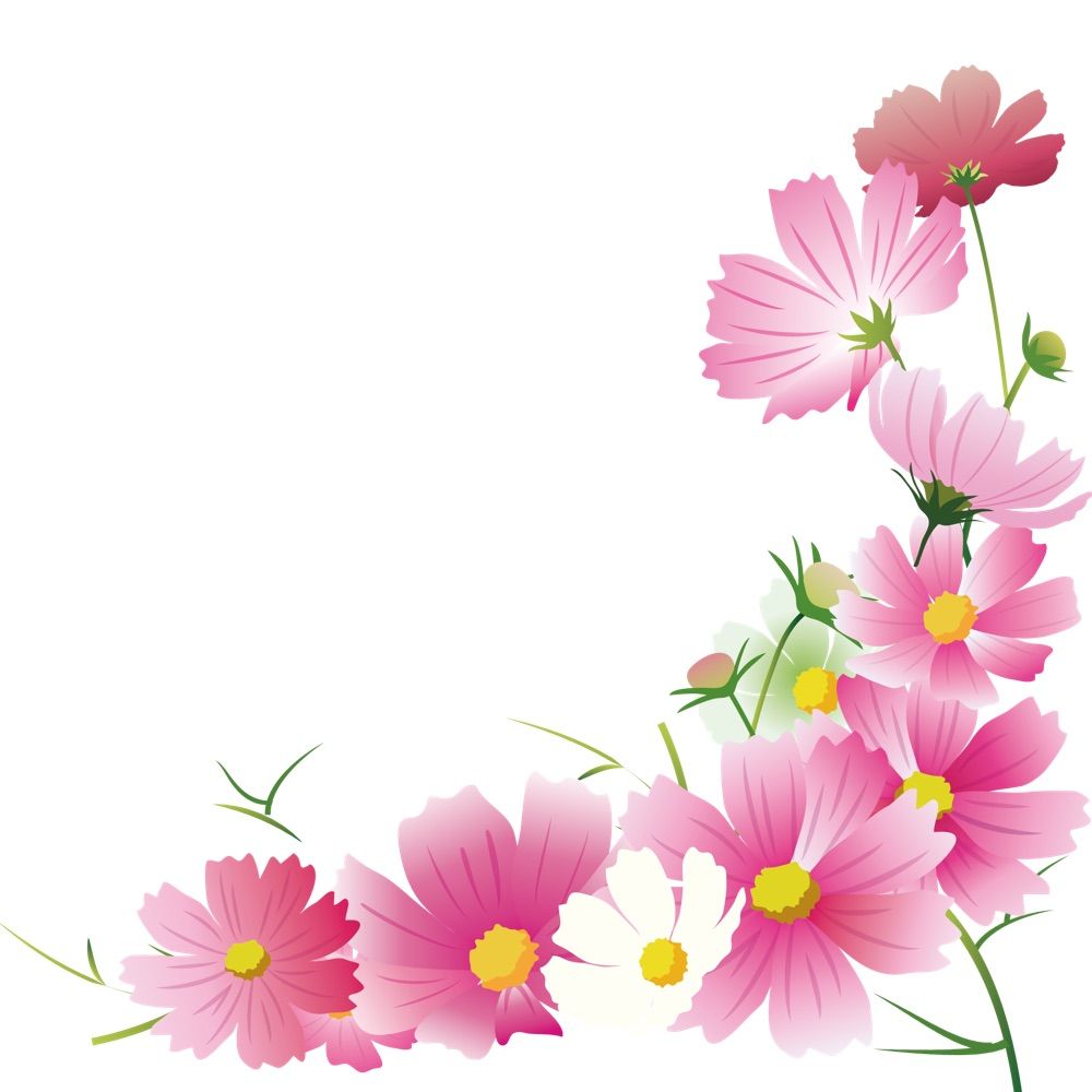 薄紅 秋桜