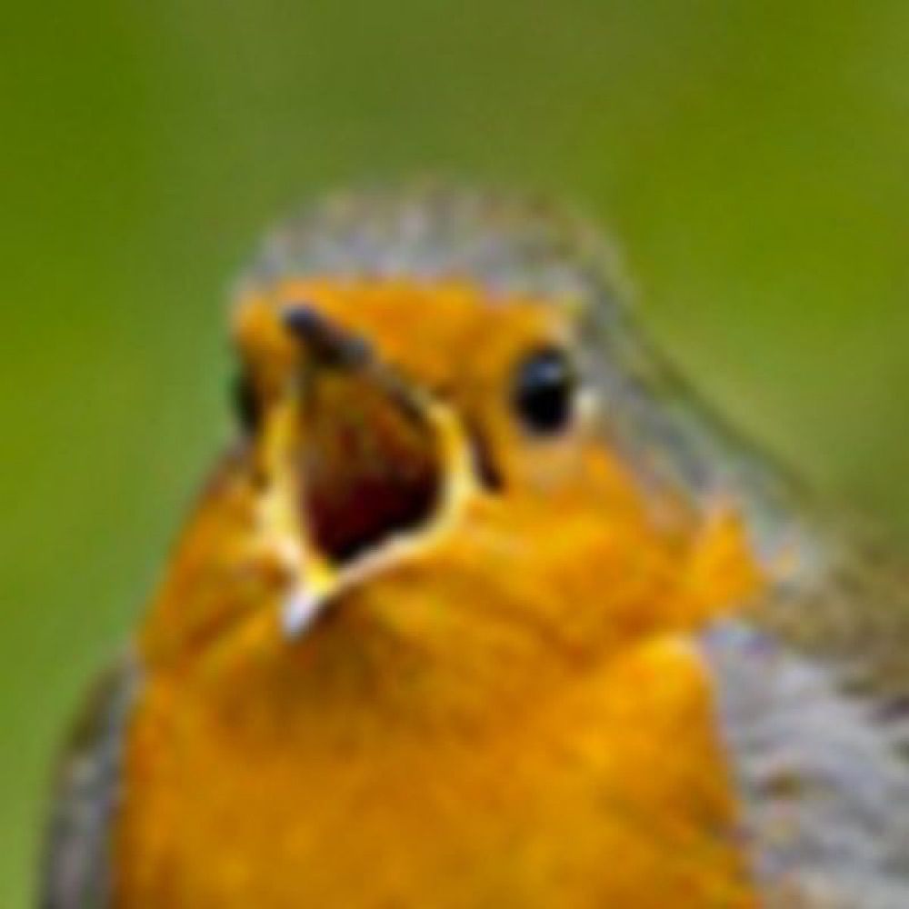 birdrightsactivist's avatar