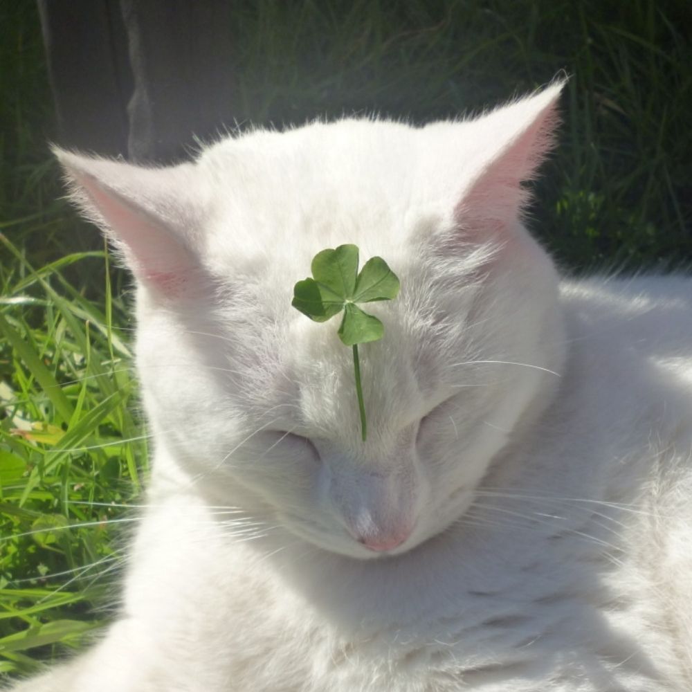 ciry ☘️