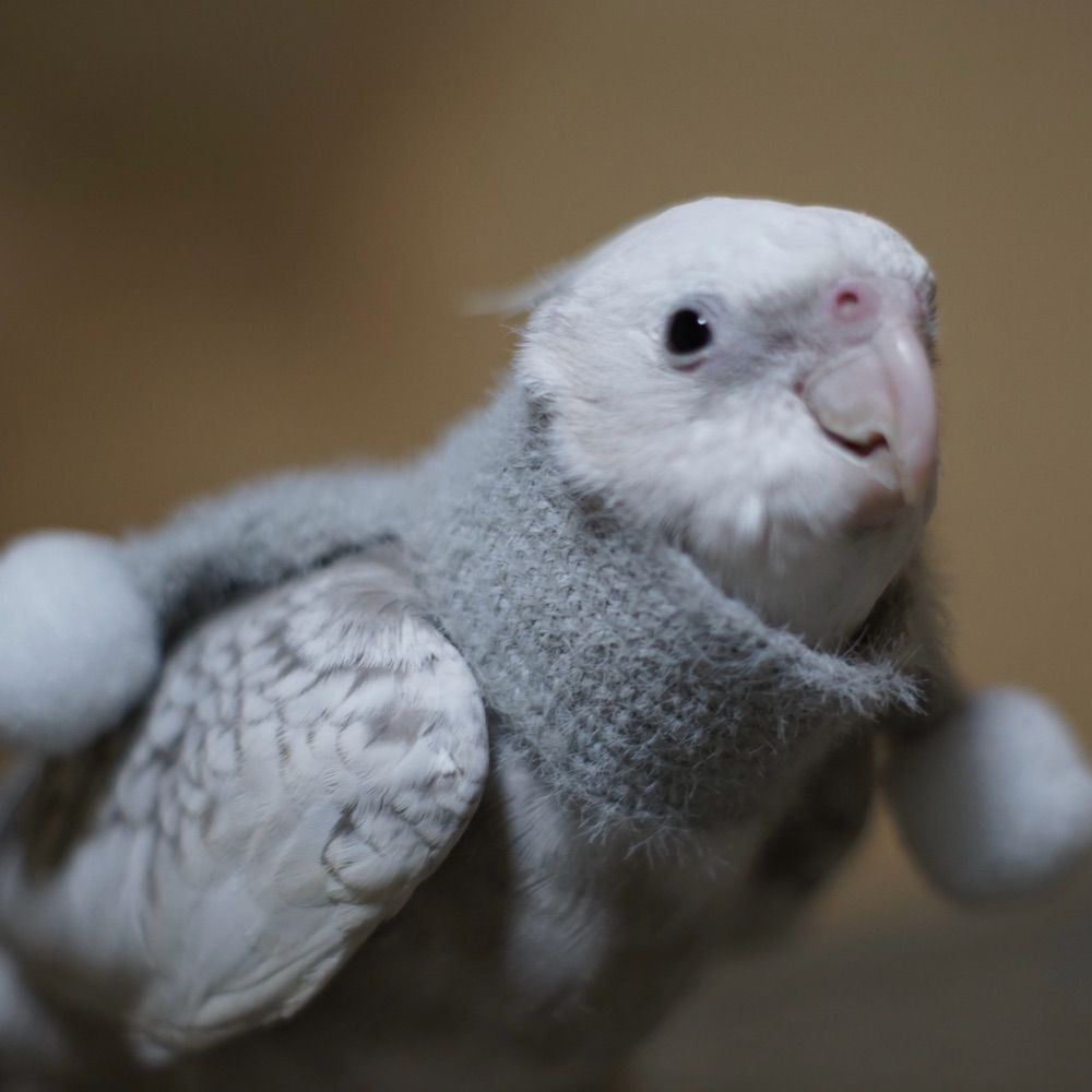 ひろし