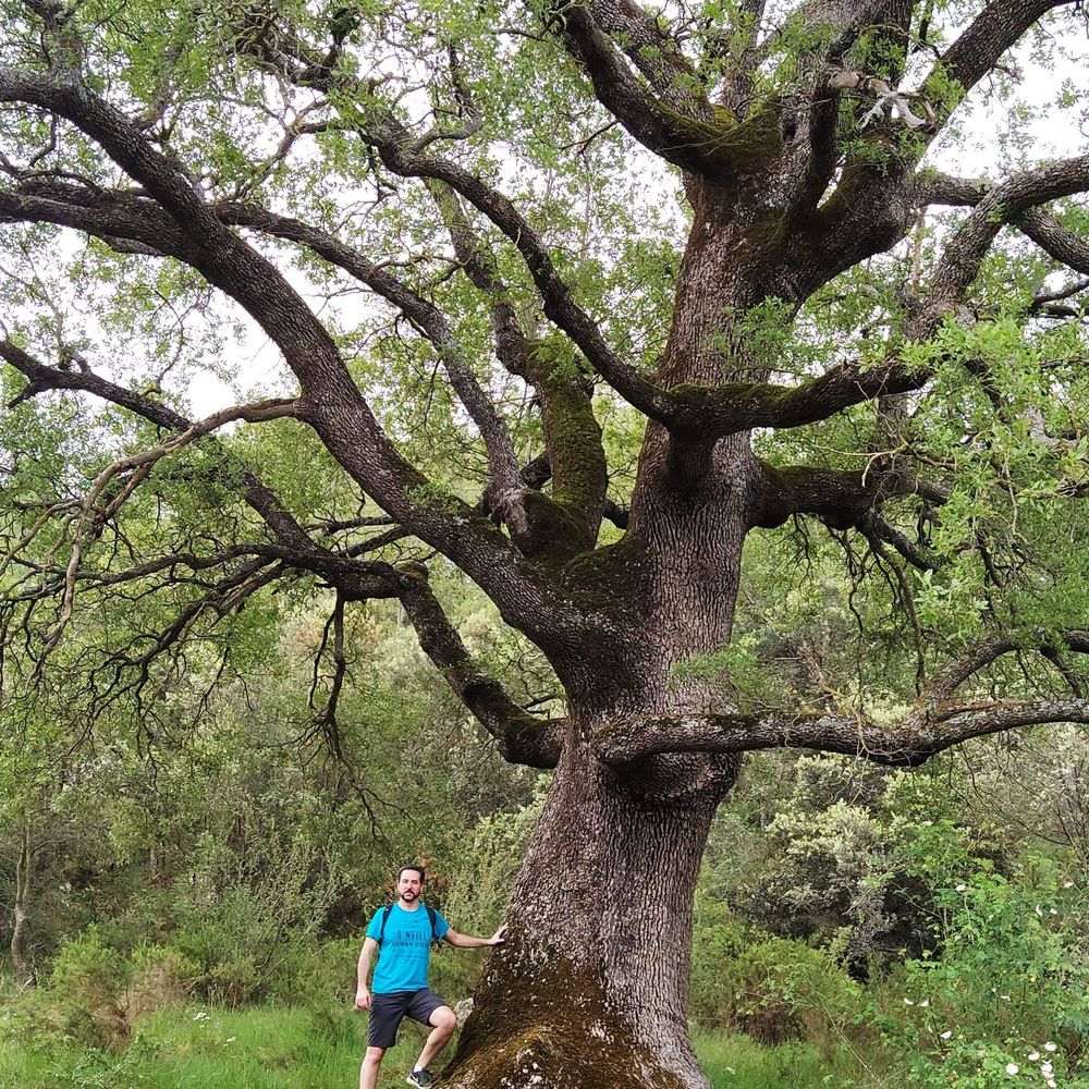 Roure valencià