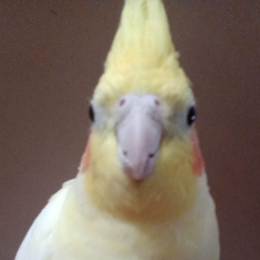 GeneralMontague