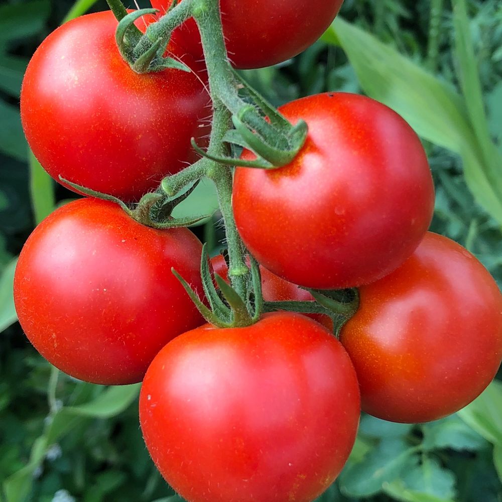 プランター菜園