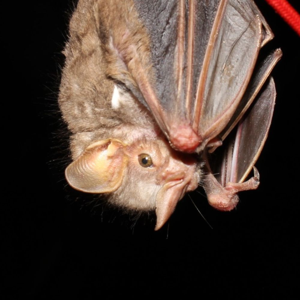 bat pics