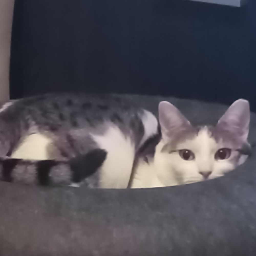 Meltem