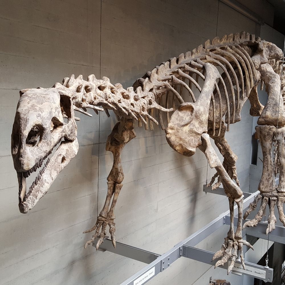 Paläontologie / Paläobiologie 🦖🇩🇪