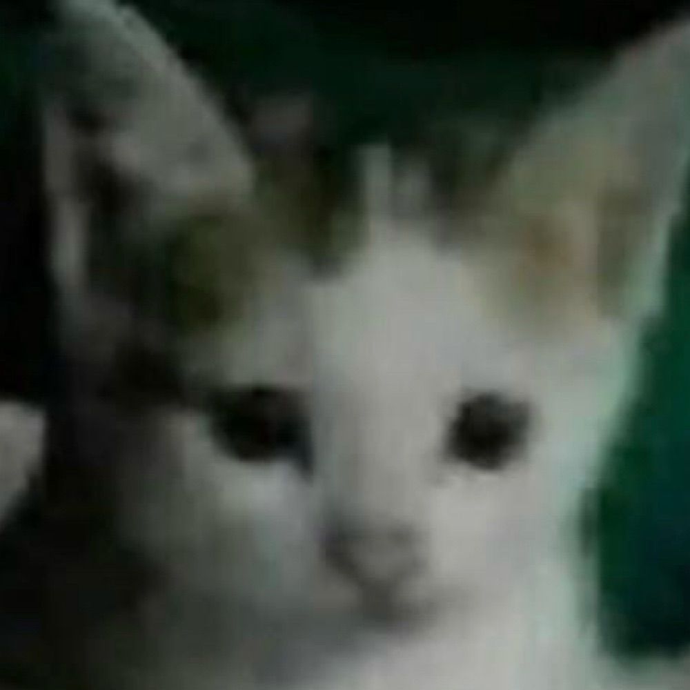 tabicat