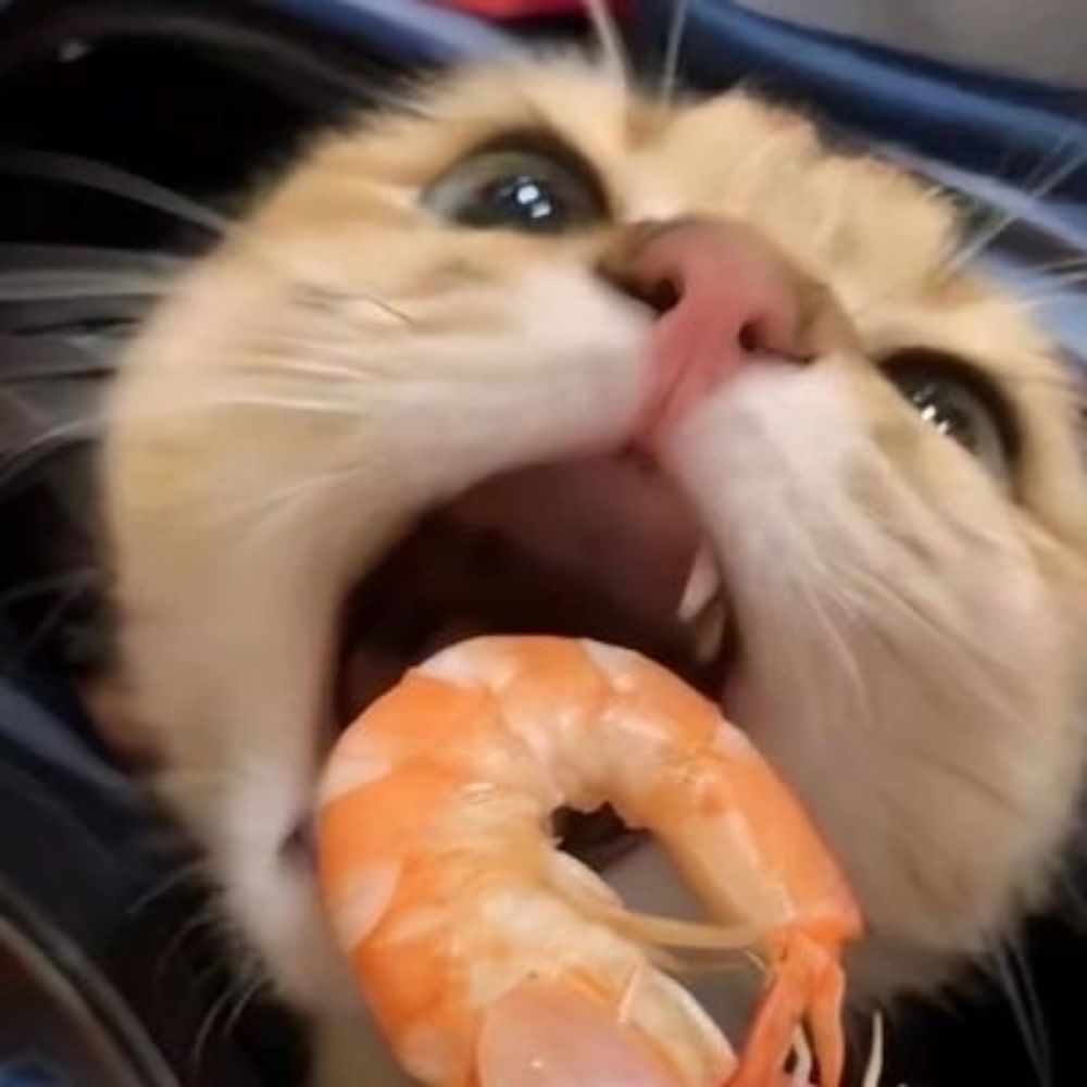 새티..