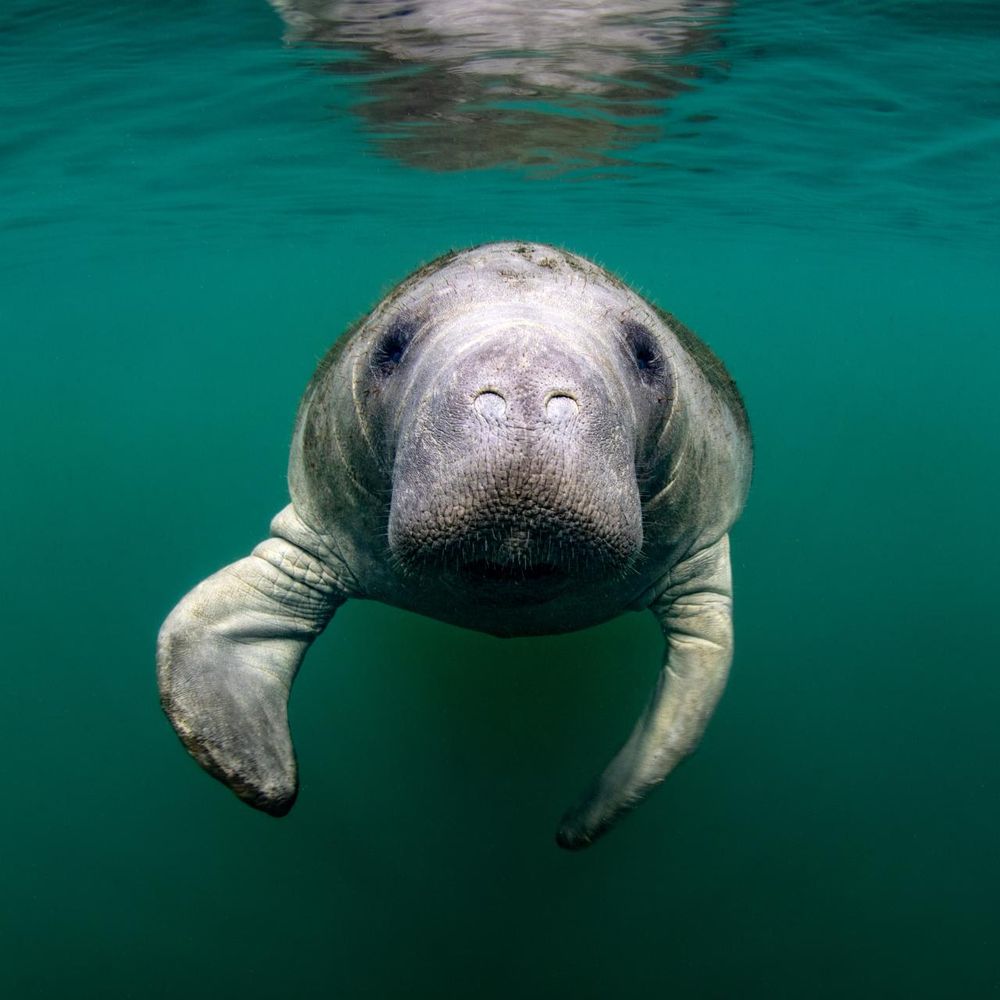 Mesozoic Manatee