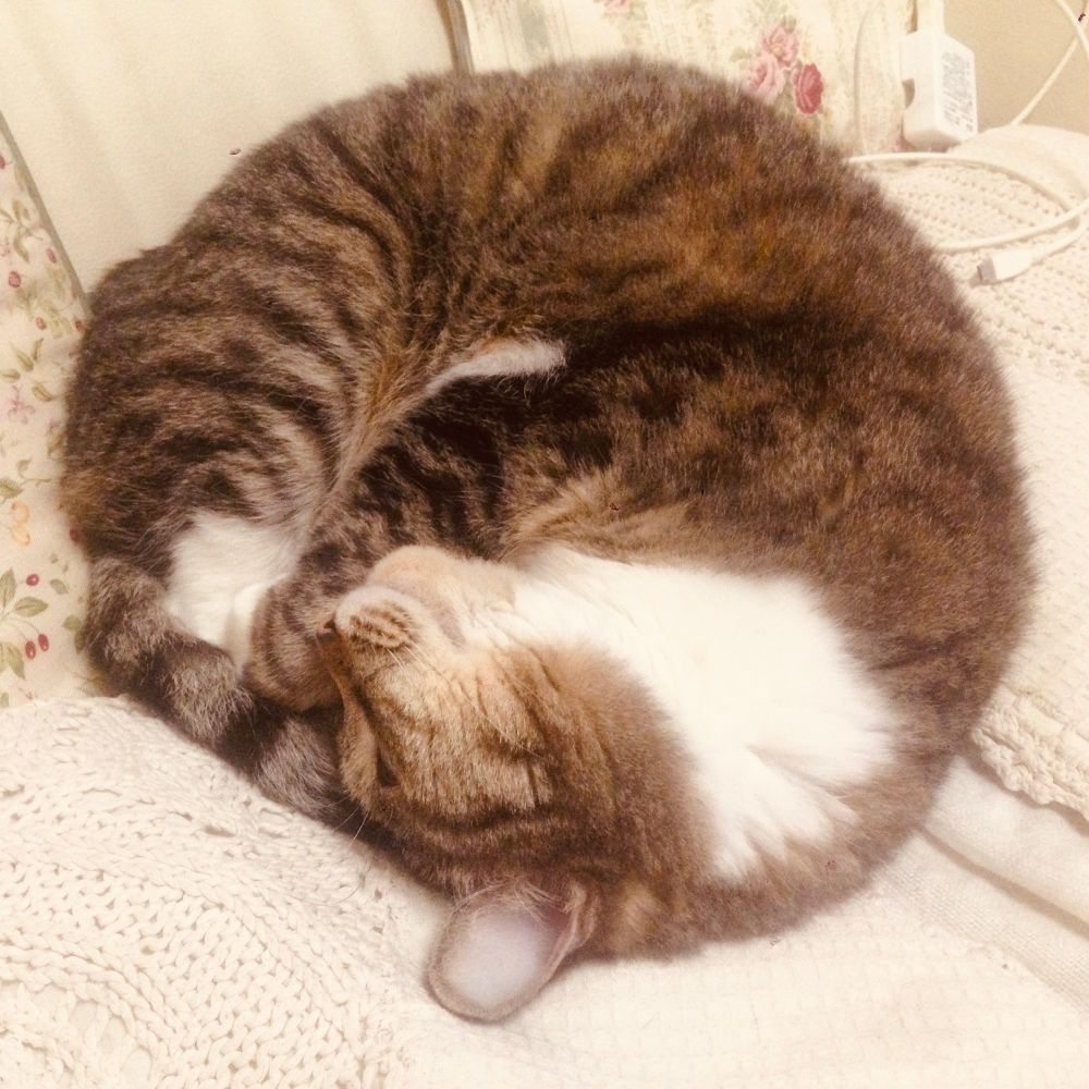 たいしょー☆彡