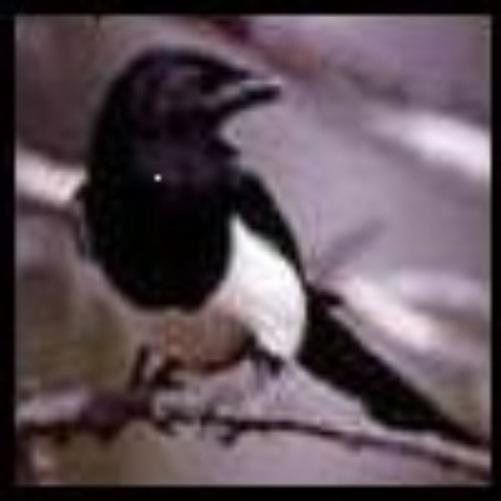 sistermagpie