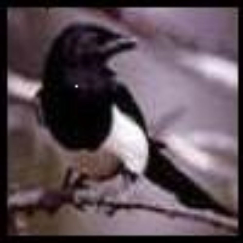 sistermagpie's avatar