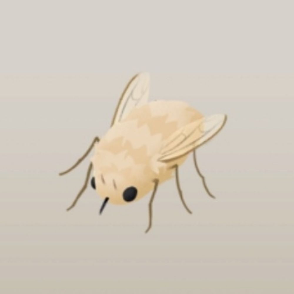 虎長吻虻