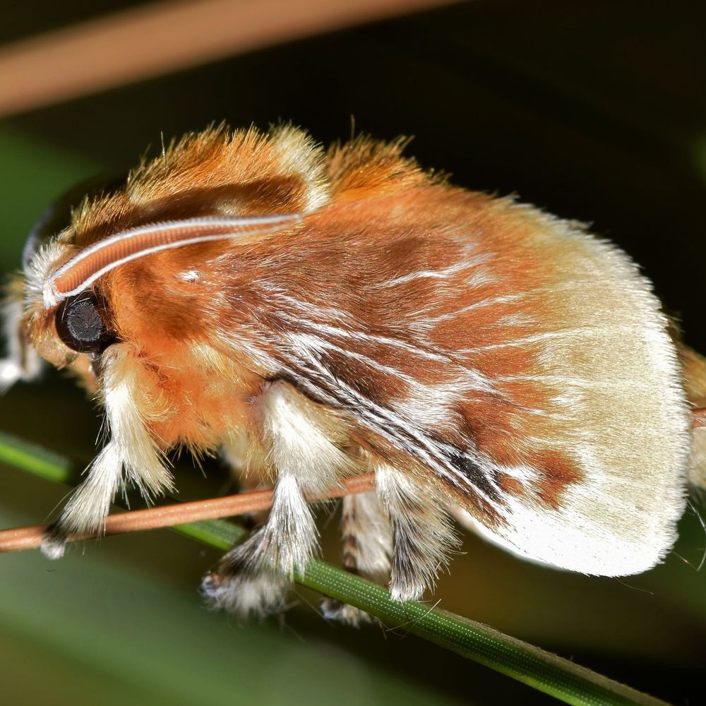 Just a Moth. 