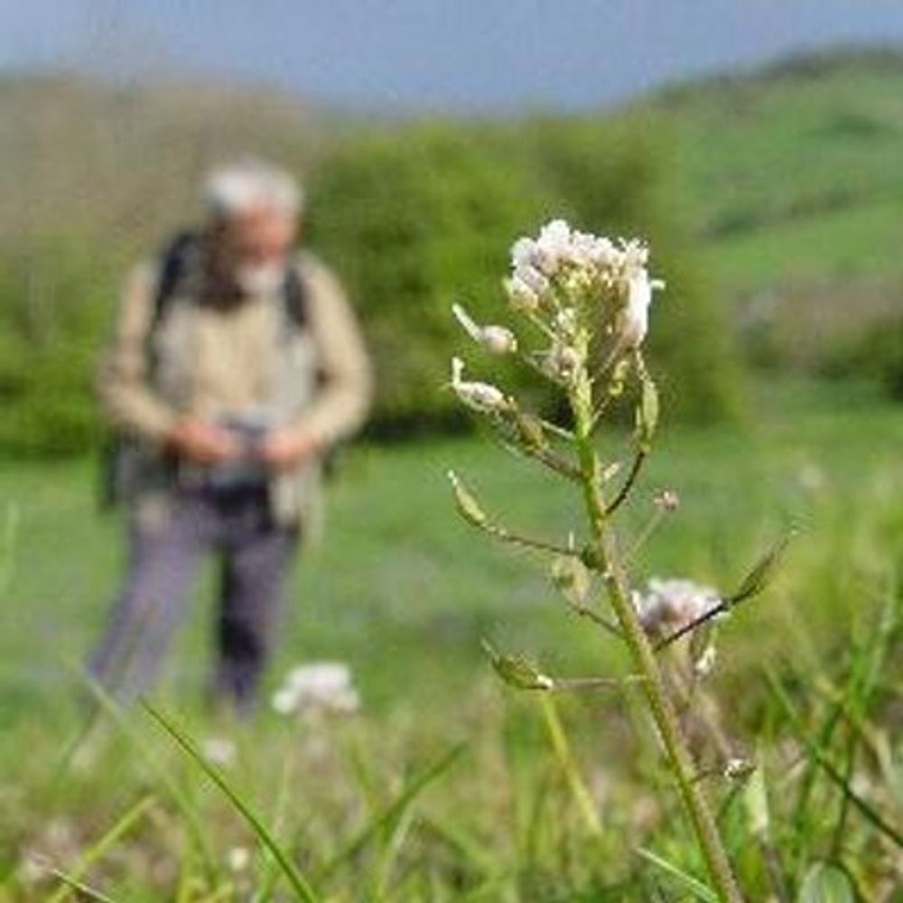 The Flora of Derbyshire