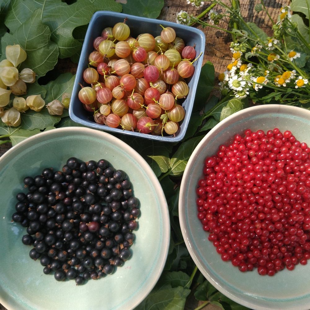 Firouzan Food Forest