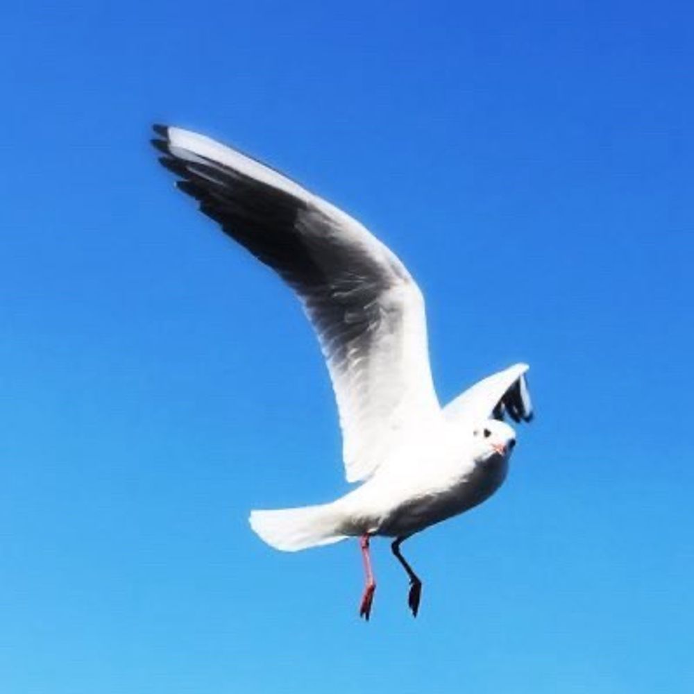 よろいや🦋