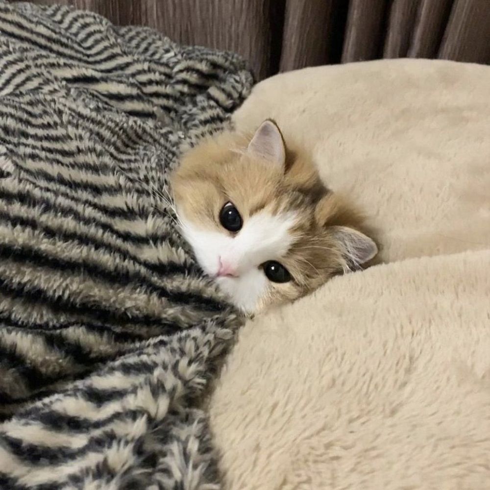 Sakimi