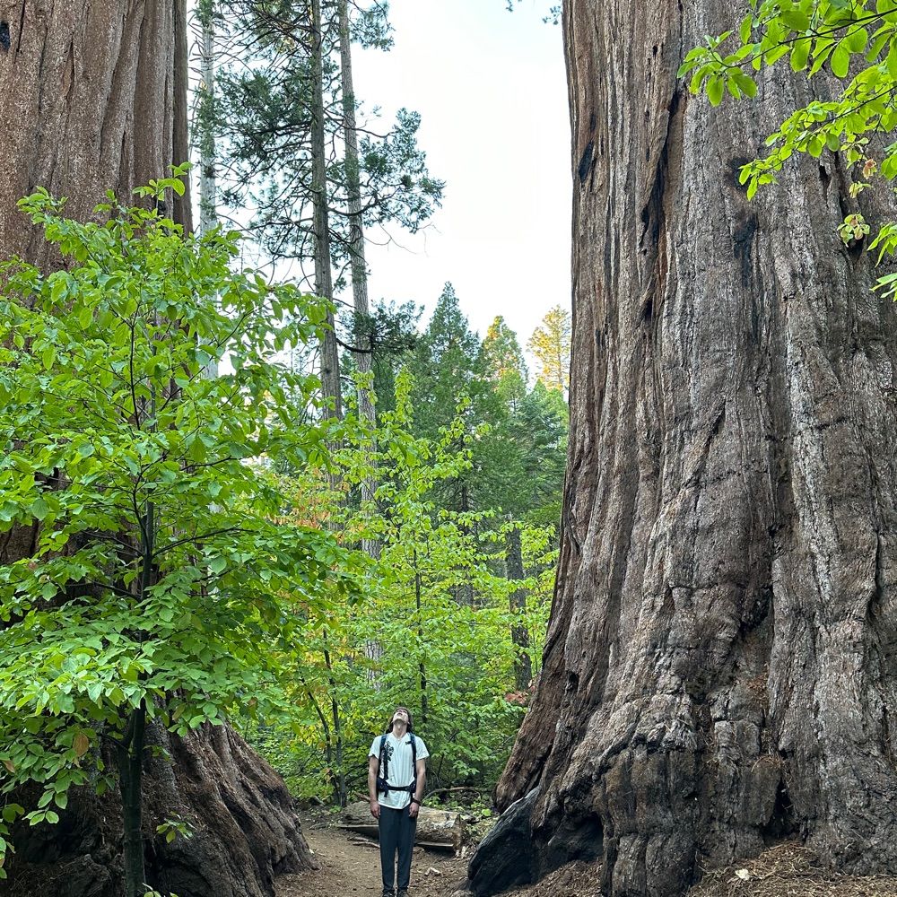 Sacramento Food Forest