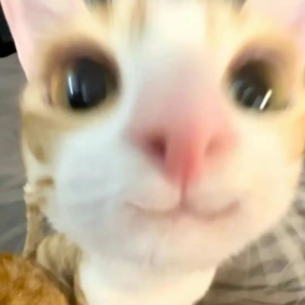 NovinhoSC