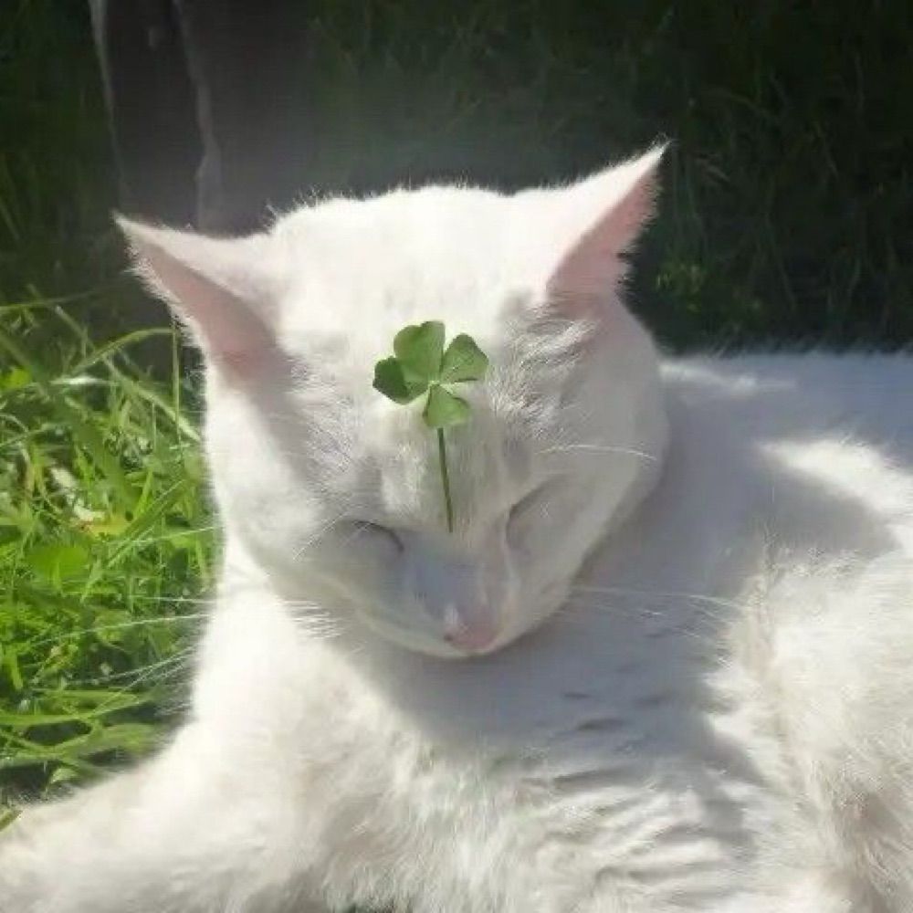 clover☘️