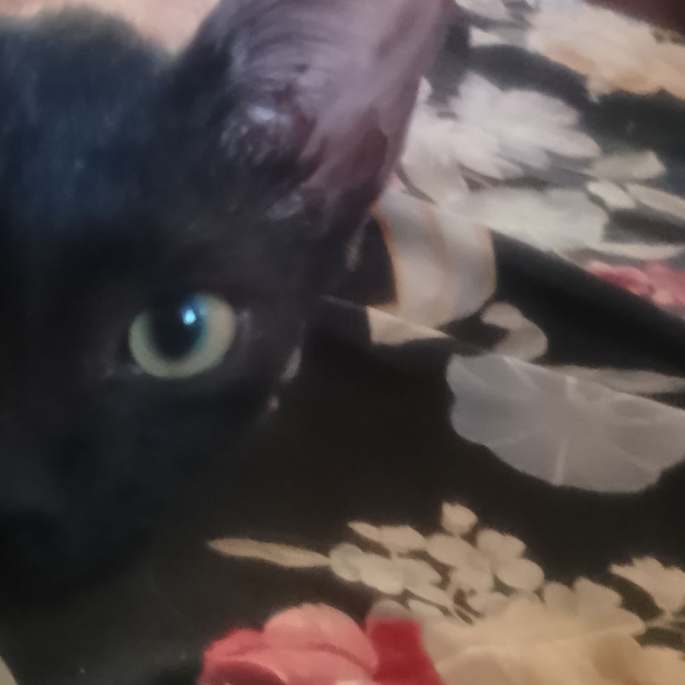 😸