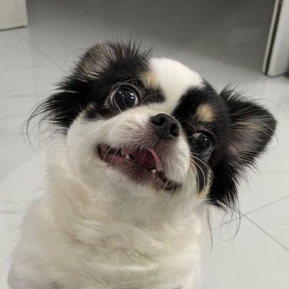 aggressive puppy🐶