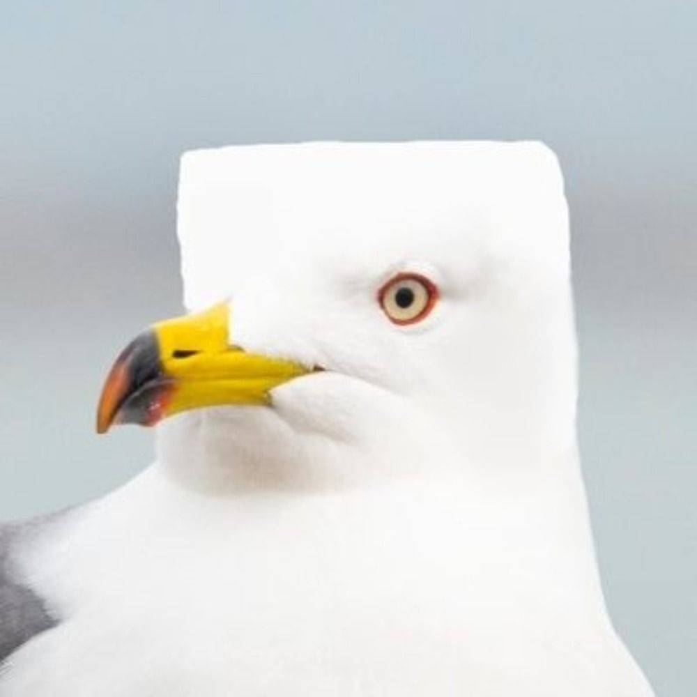 Chalkseagull