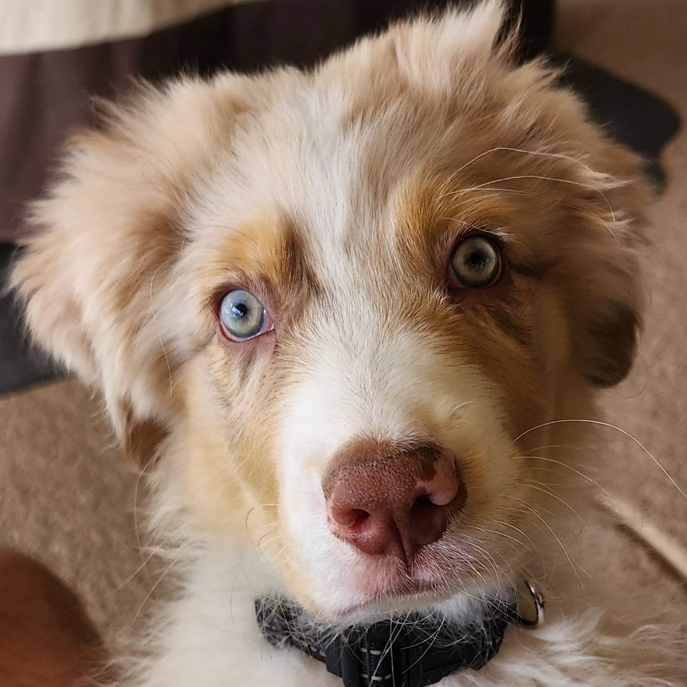 Aussie Shep Dad