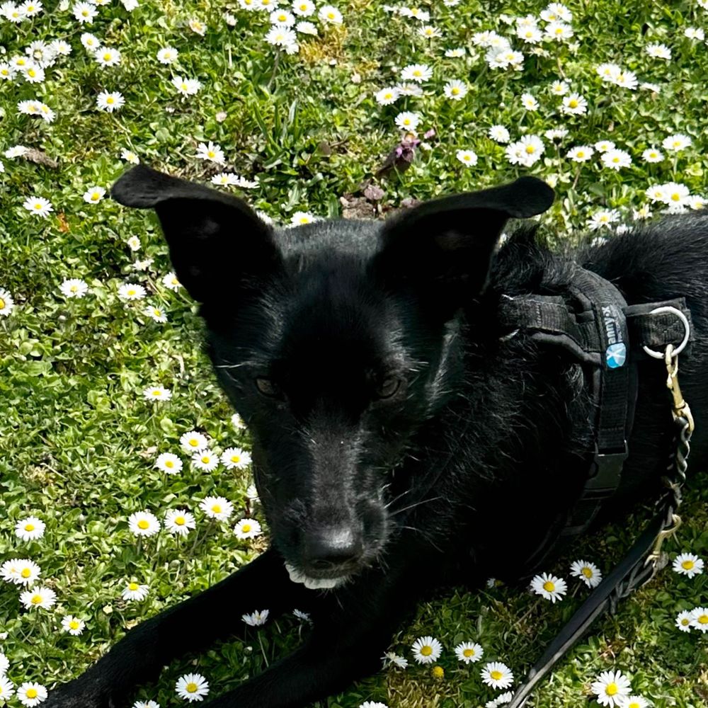 Kira