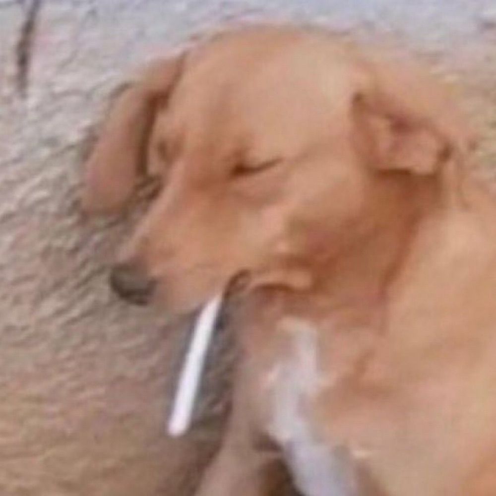 Dandi que era do tuitter 