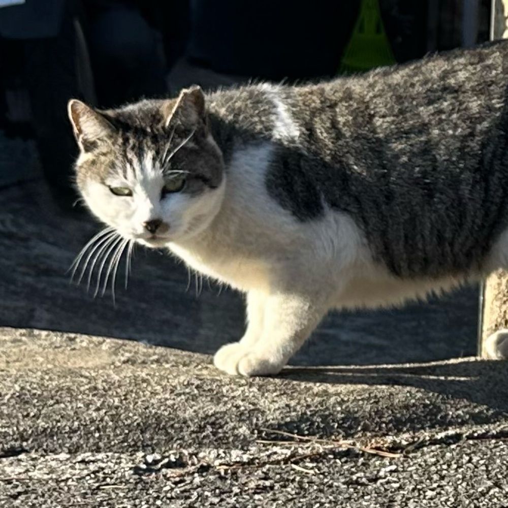 ねこの