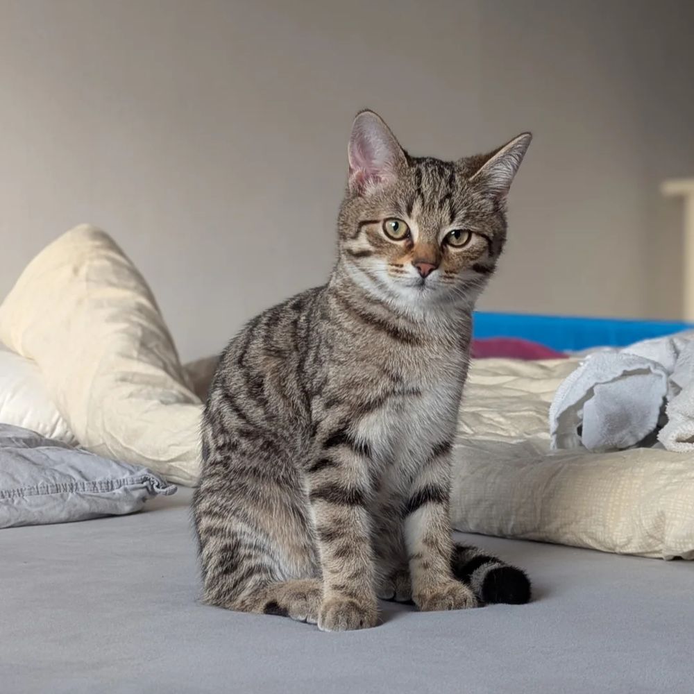 Mimi