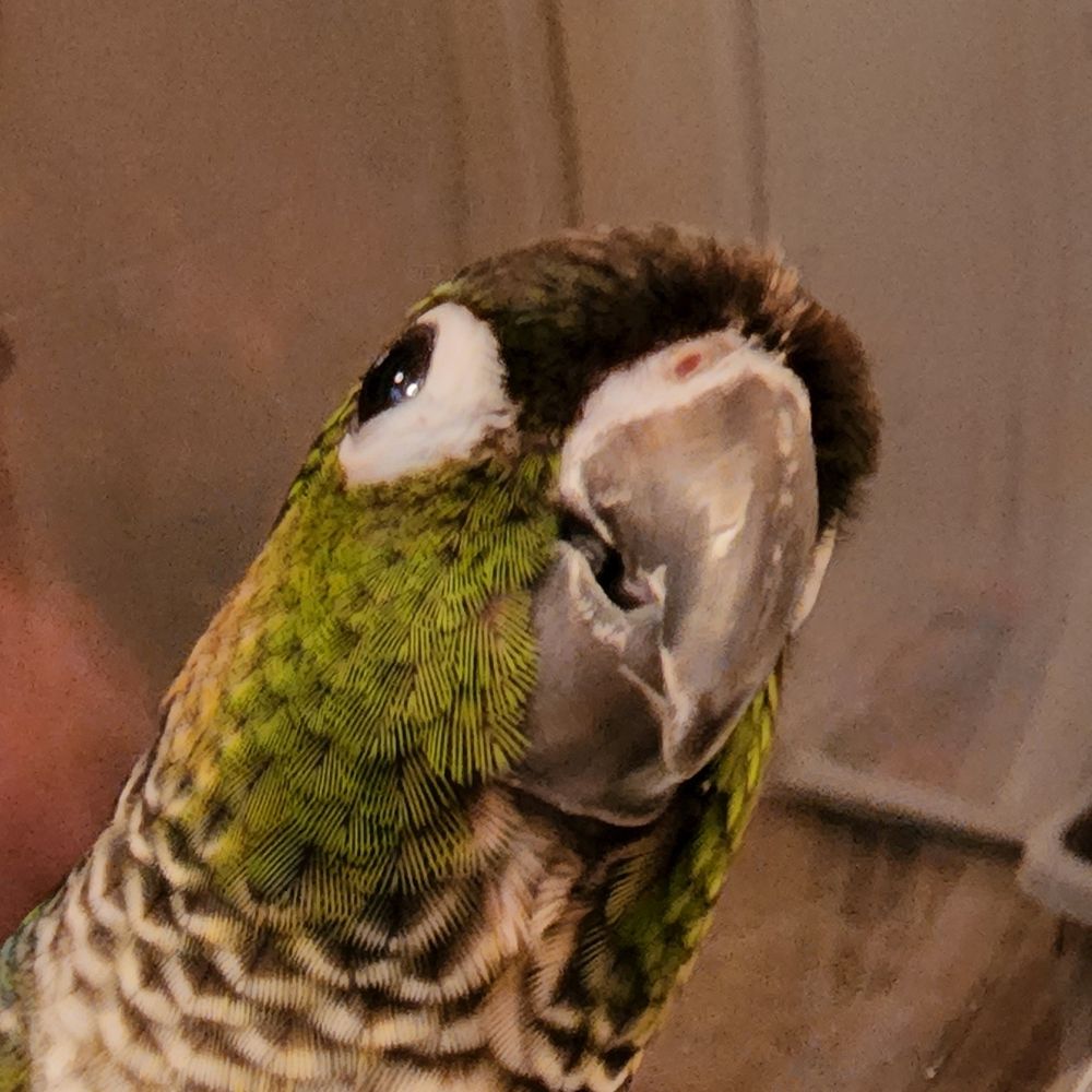 Sir Link