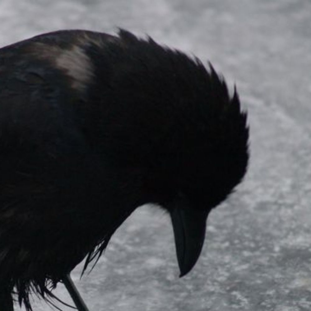 Catastrophe Crow