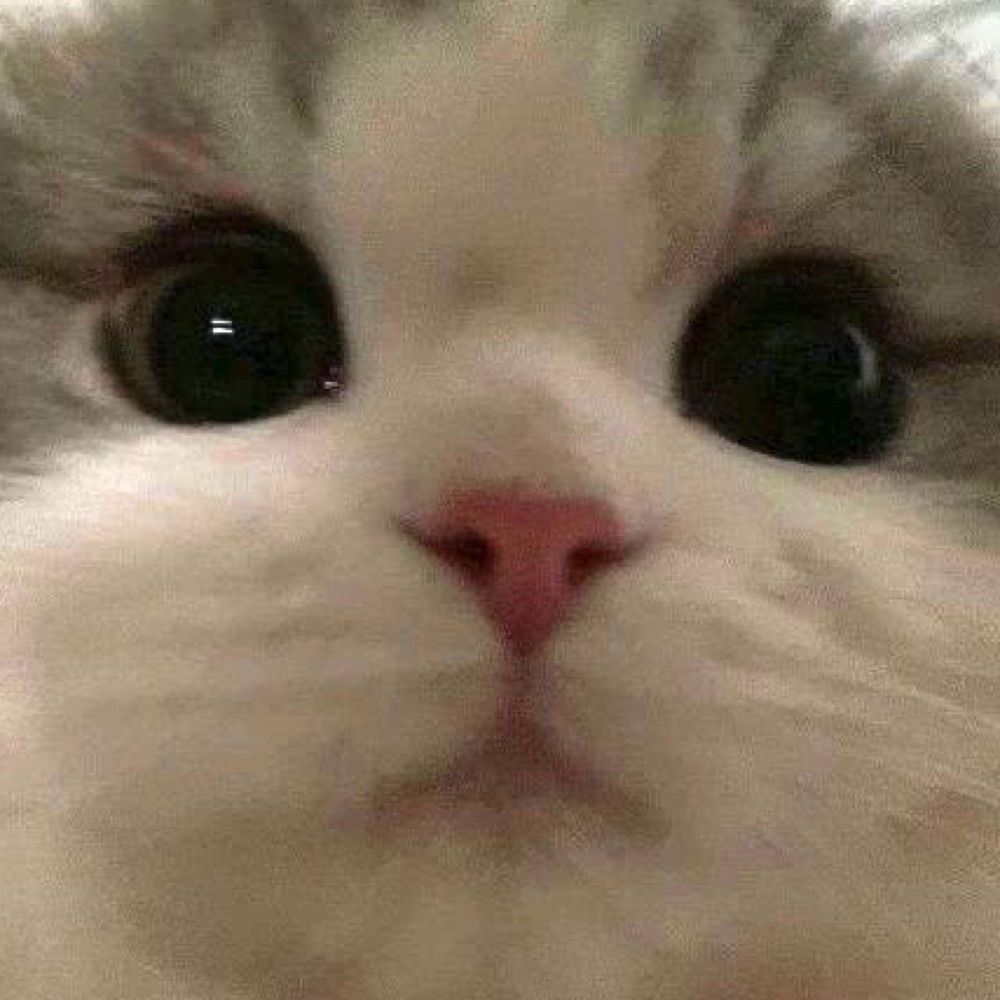 FEFE ✨🐿🐱✨ •ᴗ•✿