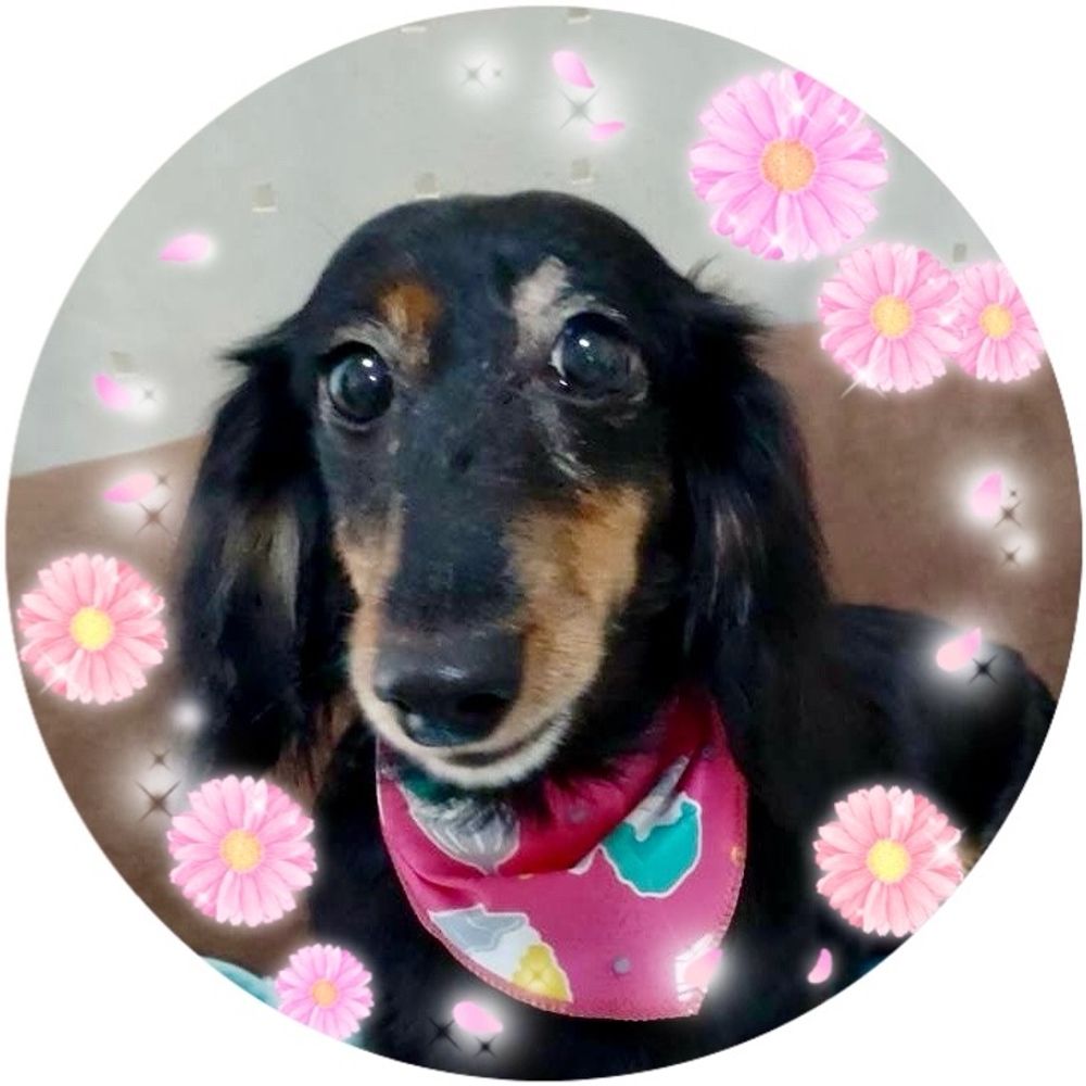 さく🌸🌈はる🌼🐶