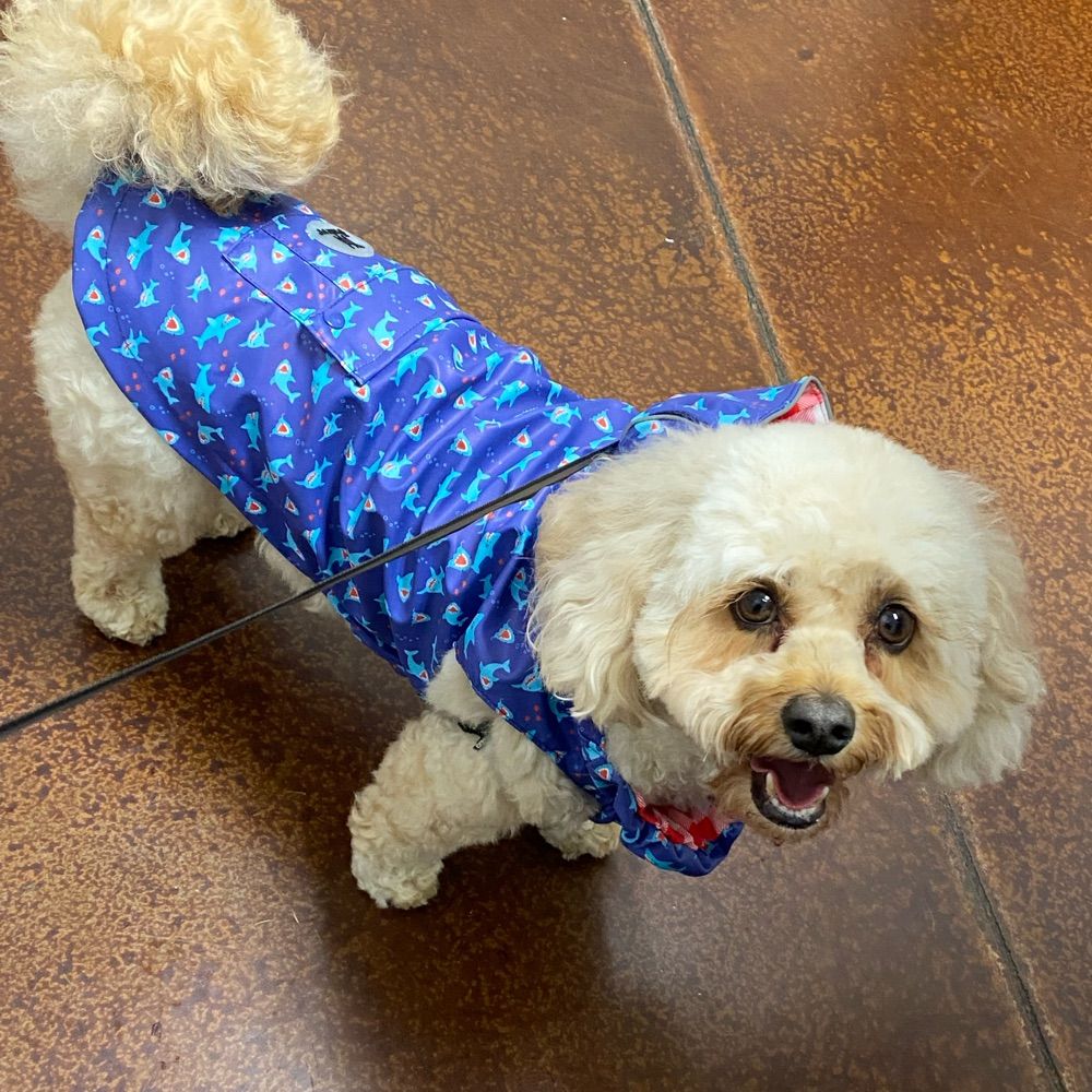 waltbabysmom.bsky.social