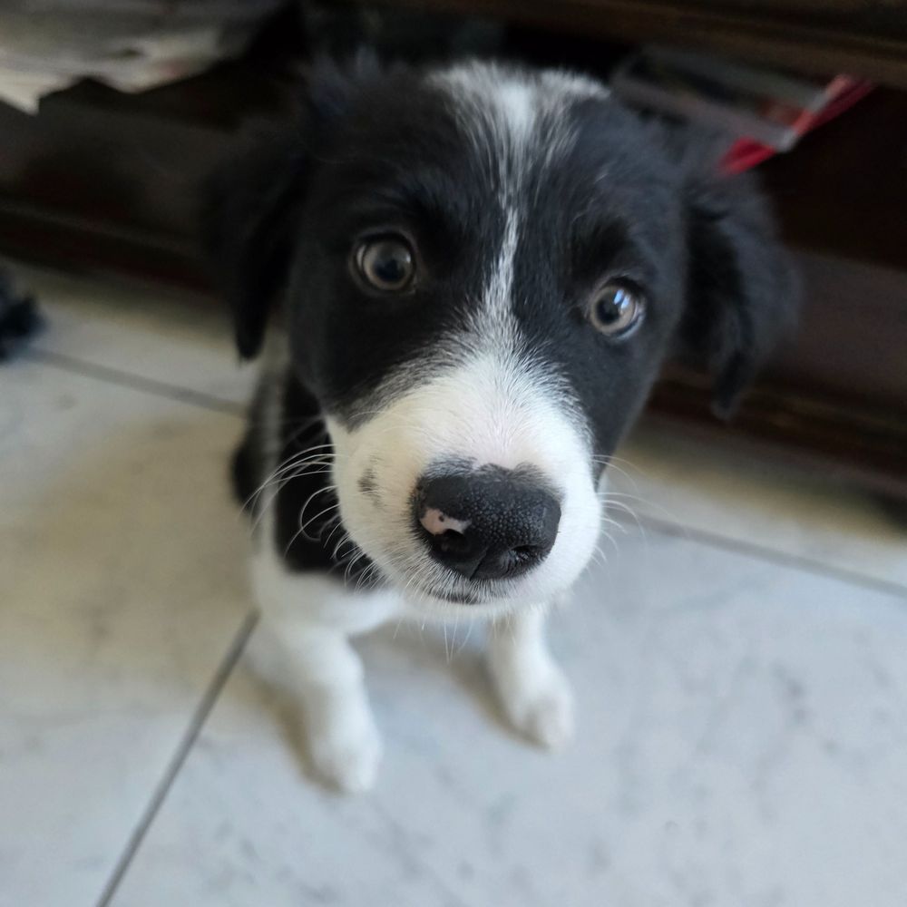 CorgiAliceandKit