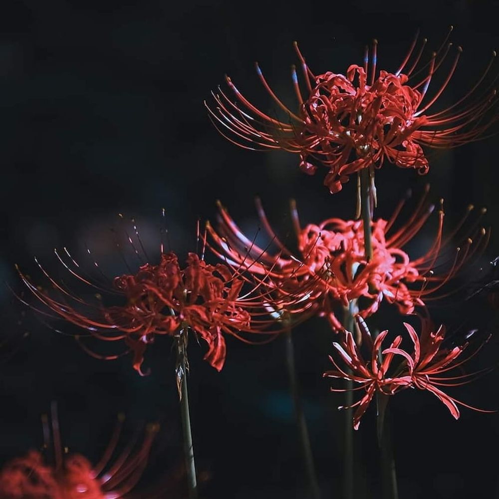 orpheu